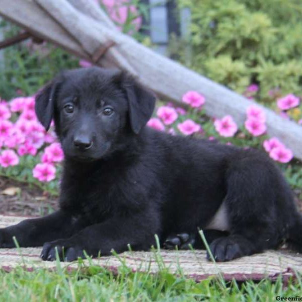 Cemily, German Shepherd Puppy