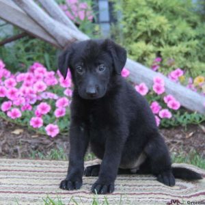 Cemily, German Shepherd Puppy