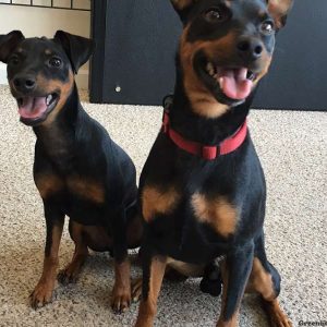 Cerberus, Miniature Pinscher Puppy