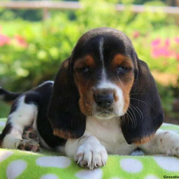 Champ, Basset Hound Puppy