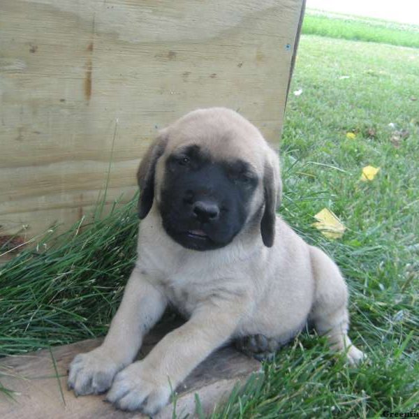 Champ, English Mastiff Puppy