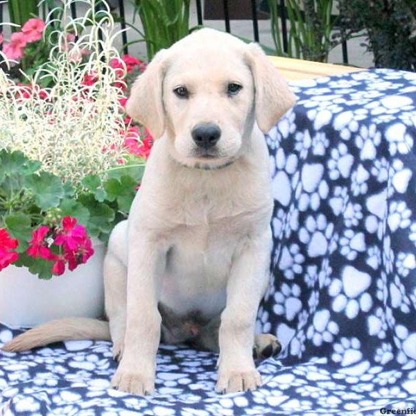 Champ, Golden Labrador Puppy