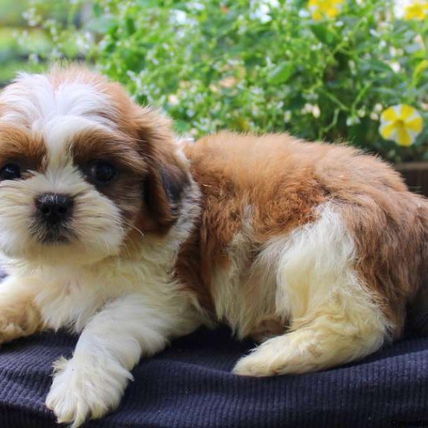 Champ, Shih Tzu Puppy