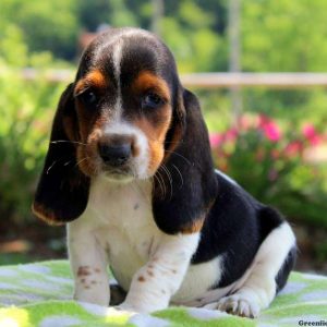 Champ, Basset Hound Puppy