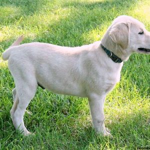 Champ, Golden Labrador Puppy