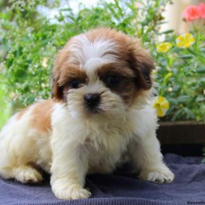 Champ, Shih Tzu Puppy