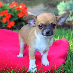 Champ, Chihuahua Puppy