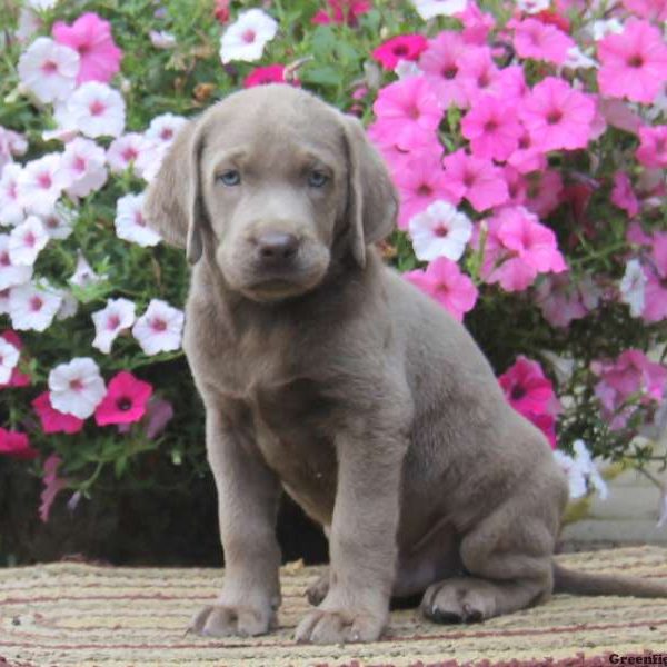 Chance, Labrador Retriever-Silver Puppy