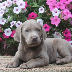 Chance, Labrador Retriever-Silver Puppy