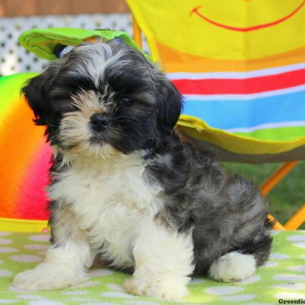 Charcoal Smudge, Shichon / Teddy Bear Puppy