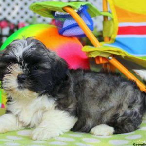 Charcoal Smudge, Shichon / Teddy Bear Puppy