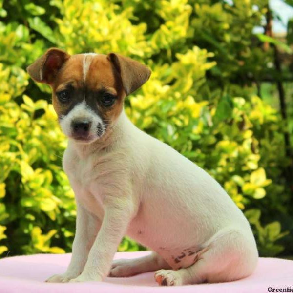 Charity, Jack Russell Mix Puppy