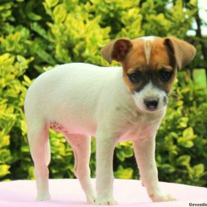 Charity, Jack Russell Mix Puppy