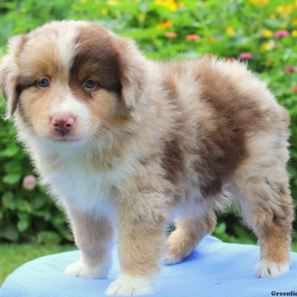 Charlie, Australian Shepherd Puppy