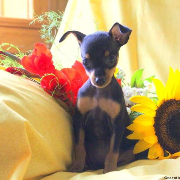 Charlie, Miniature Pinscher Puppy