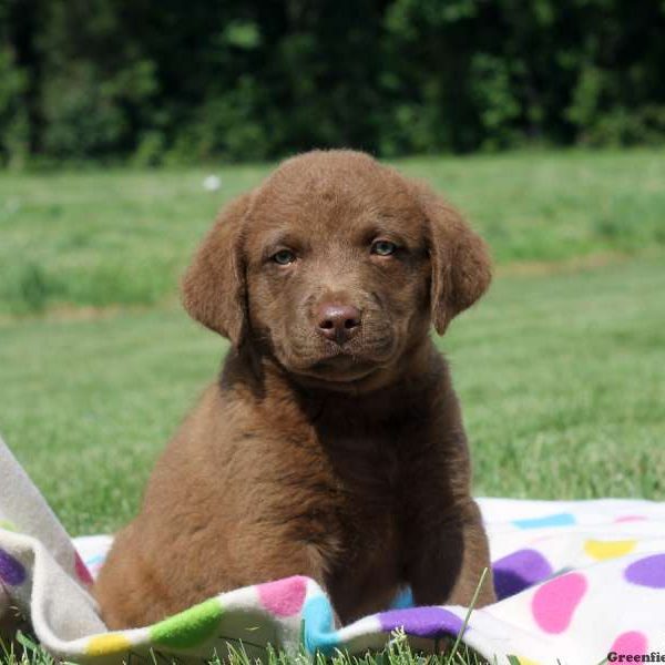 Charlie, Chesapeake Bay Retriever Puppy