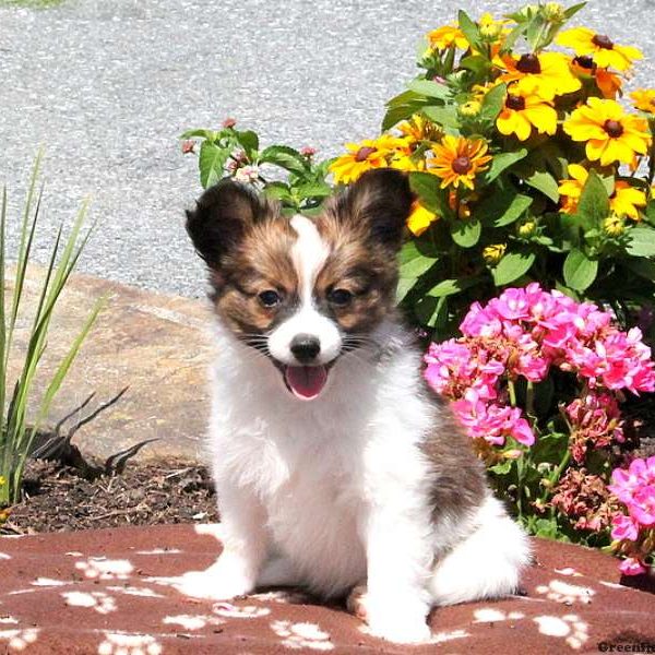 Charlie, Papillon Puppy