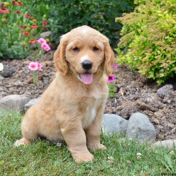 Charlie, Golden Retriever Mix Puppy