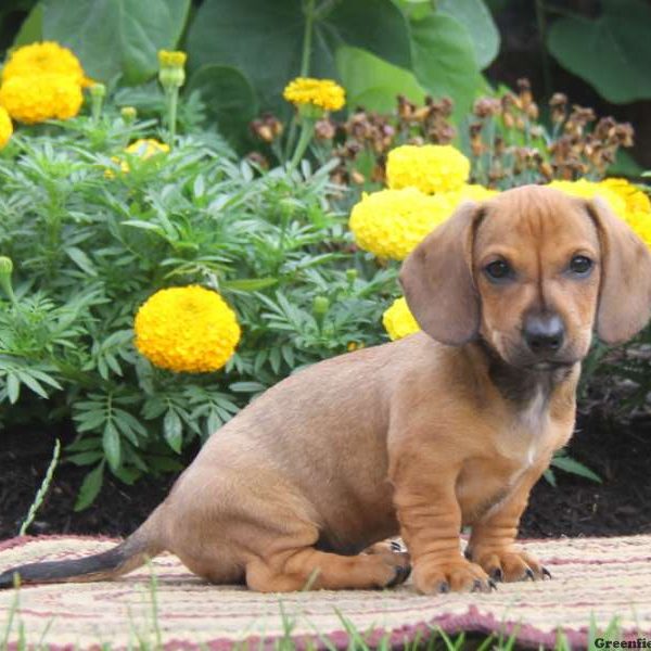 Charlie, Dachshund Puppy