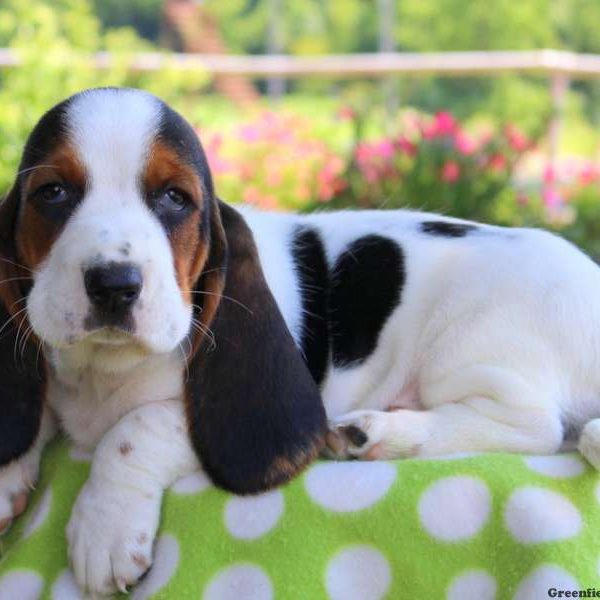 Charlie, Basset Hound Puppy