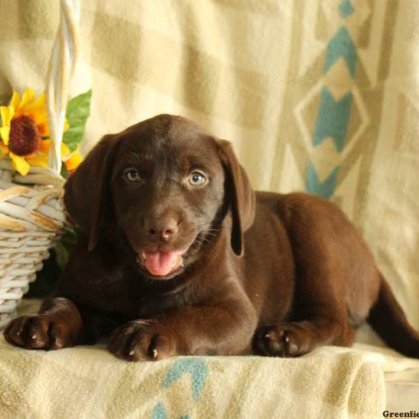 Charlie, Labrador Retriever-Chocolate Puppy