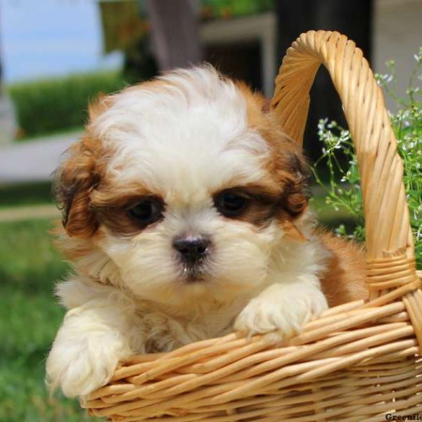 Charlie, Shih Tzu Puppy