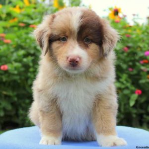 Charlie, Australian Shepherd Puppy