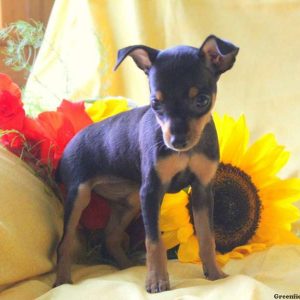 Charlie, Miniature Pinscher Puppy