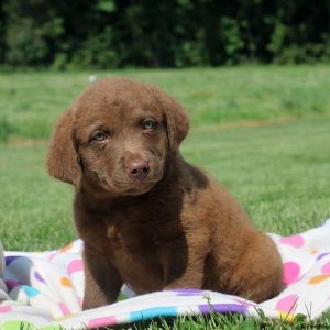 Charlie, Chesapeake Bay Retriever Puppy