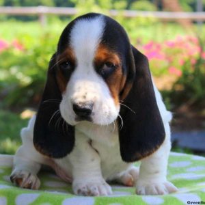 Charlie, Basset Hound Puppy