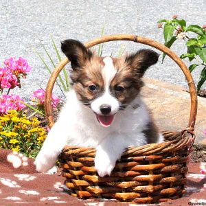 Charlie, Papillon Puppy