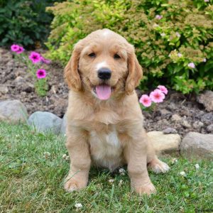 Charlie, Golden Retriever Mix Puppy