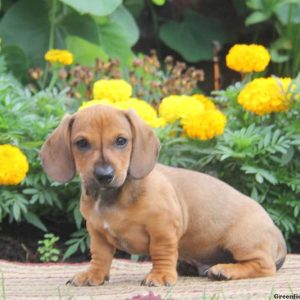 Charlie, Dachshund Puppy