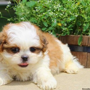 Charlie, Shih Tzu Puppy