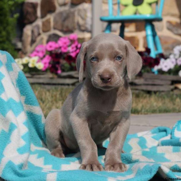 Chase, Weimaraner Puppy