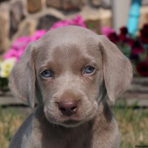 Chase, Weimaraner Puppy