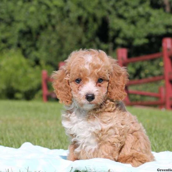 Checkers, Miniature Poodle Puppy