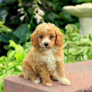 Checkers, Miniature Poodle Puppy