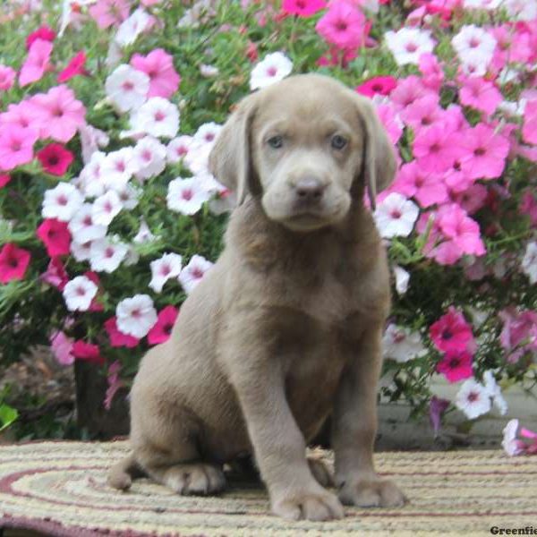 Chelsea, Labrador Retriever-Silver Puppy