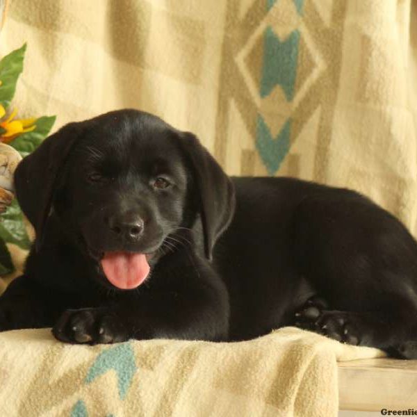 Chelsea, Labrador Retriever-Black Puppy