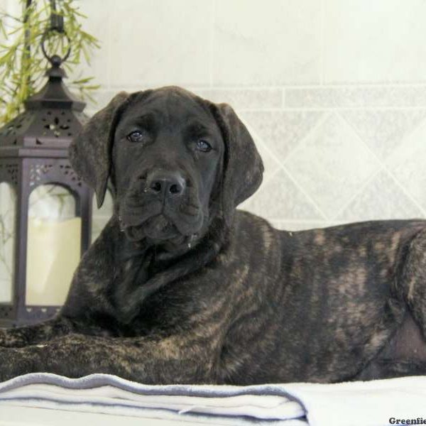 Chelsea, English Mastiff Mix Puppy