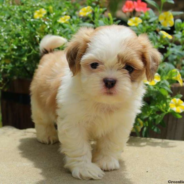 Chelsea, Shih Tzu Puppy