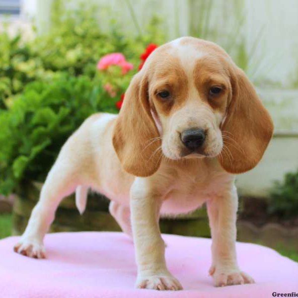 Chelsea, Beagle Puppy