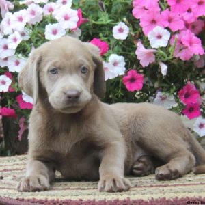 Chelsea, Labrador Retriever-Silver Puppy