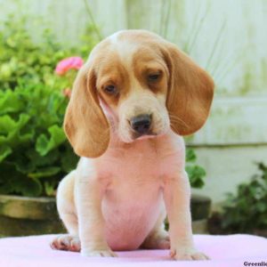 Chelsea, Beagle Puppy