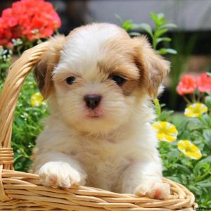 Chelsea, Shih Tzu Puppy