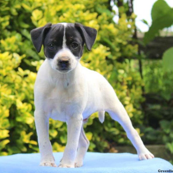 Chevrolet, Jack Russell Mix Puppy