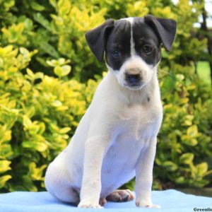 Chevrolet, Jack Russell Mix Puppy