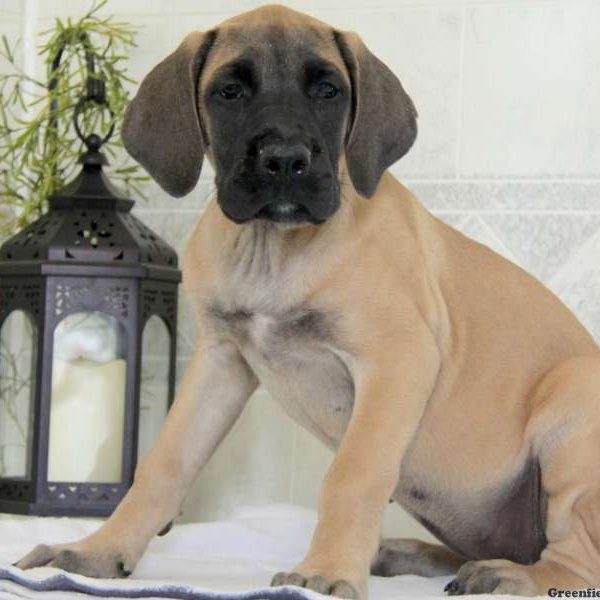 Cheyenne, English Mastiff Mix Puppy