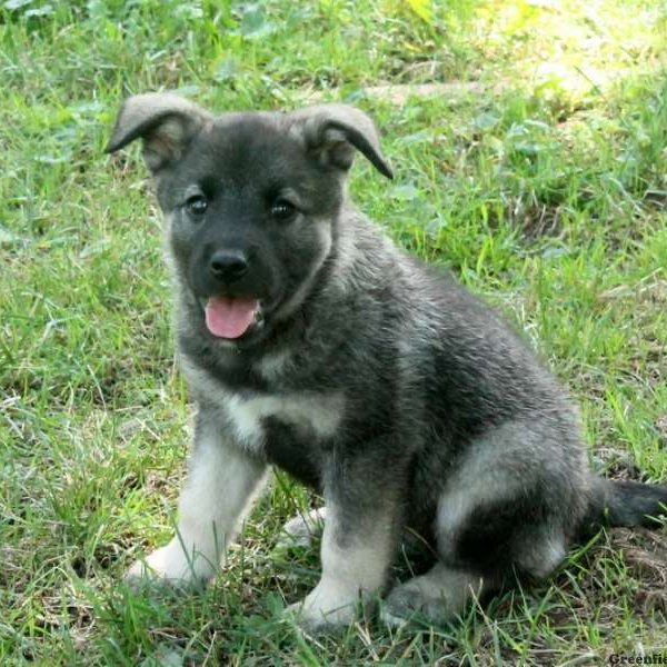 Cheyenne, Norwegian Elkhound Puppy